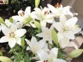 百合花叶子的剪裁艺术（打造美丽的百合花叶子——剪裁技巧与注意事项）