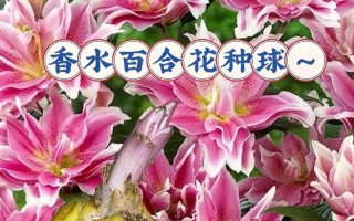 为什么百合花不开花？（探究百合花不开花的原因与解决方法）