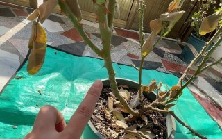 美丽的叶子之剪裁艺术（用剪刀点亮生活，以花下两片叶子为材料进行创作）