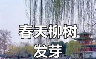 柳树发芽的奇妙过程（探秘柳树发芽的生长原理）