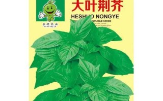 如何合适地播种九层塔（九层塔的种植要领及时间选择）