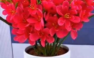 冬季四季海棠的养护技巧（打造花期长、花色丰富的美丽海棠）