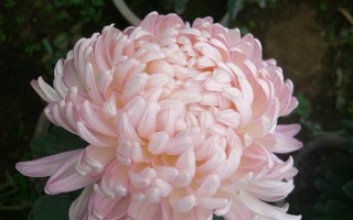 菊花品种选择指南（掌握菊花品种，轻松打造美丽园林）