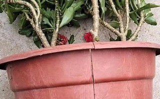 长寿花水浇多了怎么办？（浇水过多补救方法）