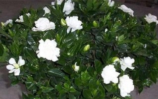 茶叶水浇栀子花，实用又环保（不浪费茶叶，让花儿更美丽）