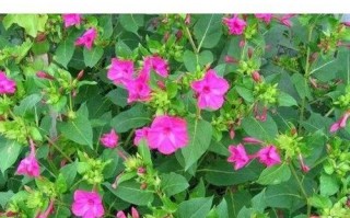 七彩茉莉开花时间及观赏要点（品味七彩茉莉芬芳的正确姿势）