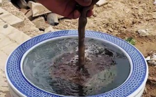 如何科学浇水山茶花（掌握适宜浇水频率和方法，让山茶花茁壮成长）