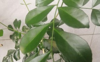 九里香不开花的原因及解决方法（解析九里香为什么不开花，教你让它开花）