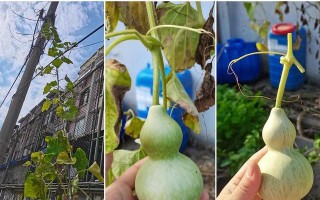 葫芦什么季节成熟上市？（探究葫芦生长季节和产地）