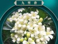 七里香开花的秘密（如何让七里香在家中绽放迷人花朵）