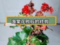 夫妻海棠花谢了如何修剪（打理夫妻海棠花谢了的技巧与注意事项）