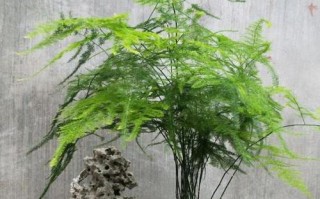 文竹肥料怎么选？（选对肥料，让文竹更茂盛）