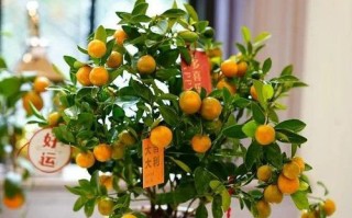 金桔上盆及养护方法详解（掌握正确的上盆时间和养护技巧，让你的金桔常青常美）