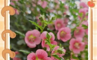 木槿花叶子小了该如何处理（木槿花叶子缩小的原因和治疗方法）