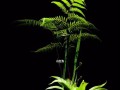 金毛狗蕨的盆栽养殖指南（如何在家中成功种植金毛狗蕨）