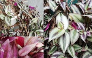 吊竹梅的冬季养护攻略（保护吊竹梅过冬，打造靓丽花园）