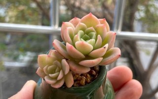 三色堇叶片尖端枯黄的原因及处理方法（揭秘三色堇叶片尖端枯黄的真相，教你轻松解决植物问题）
