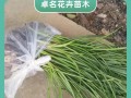 白花的种植技巧（掌握白花的种植要点，打造美丽花园）