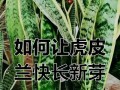 虎皮兰发芽移栽技巧（打造繁茂健康的虎皮兰家族）