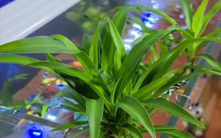金鱼吊兰的正确浇水方法（保持土壤湿润是关键，浇水要讲究时机和方法）