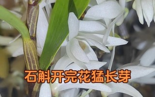 金叉石斛一年开几次花（金叉石斛的开花规律及影响因素）