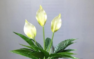白掌的特征与形态（了解白掌——一种独特的植物）
