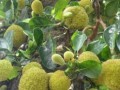 菠萝蜜生长的适宜环境（探寻菠萝蜜的生态习性及分布地区）