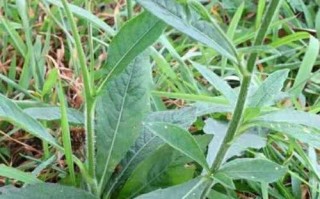 胆草的神奇功效（探秘胆草的营养成分及药用价值）