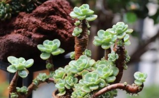 多肉植物的生长与养护（多肉植物的品种、繁殖、病虫害防治、适宜环境和注意事项）