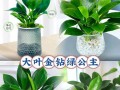 大叶盆栽修剪的技巧与方法（打造美丽健康的大叶盆栽——修剪要点与注意事项）
