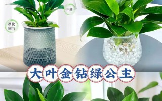 大叶盆栽修剪的技巧与方法（打造美丽健康的大叶盆栽——修剪要点与注意事项）