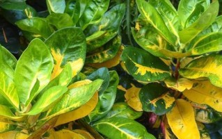 植物叶子变黄，该如何救治？（认识造成植物叶变黄的原因与应对措施）