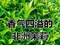 非洲茉莉开花的特点与花期（探究非洲茉莉开花时间及花朵特征，为您打造美丽的花园）