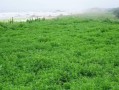 以地肤怎么栽培（掌握地肤栽培技巧，打造美丽花园）