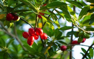 了解红玫瑰木（红玫瑰木的来源、特点、用途与保养）