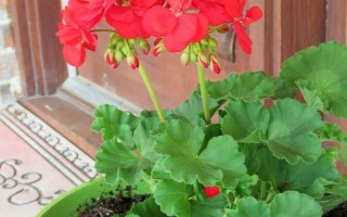 仙客来的生长环境条件及特点（探秘仙客来的栽培要领，带你一起成为植物专家）