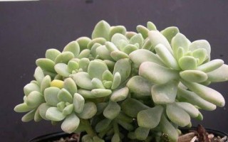 如何处理以球松太长的问题（解决球松问题的实用技巧及注意事项）