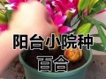 百合球的养护之道（百合怎么养球？百合球养护全攻略！）