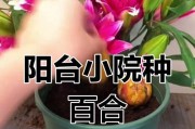百合球的养护之道（百合怎么养球？百合球养护全攻略！）