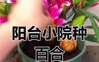 百合球的养护之道（百合怎么养球？百合球养护全攻略！）