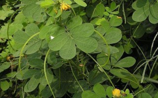 决明子的全面解析（了解决明子的种类和用途）