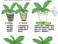 如何正确擦拭君子兰叶片（保护你的君子兰，享受绿叶的美丽）