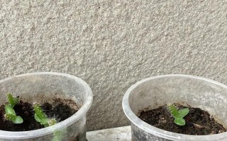 种火龙果种子的方法与注意事项（如何成功种植火龙果种子）
