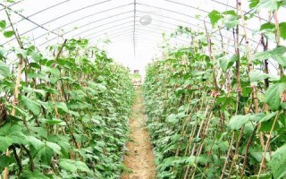 四季豆如何种植？四季豆的种植与管理详解