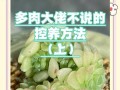 多肉营养土的配制方法（多肉植物怎样才能健康成长？）