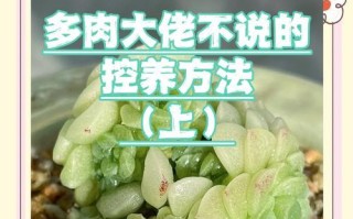 多肉营养土的配制方法（多肉植物怎样才能健康成长？）