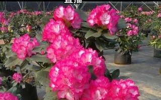 杜鹃花（美丽的杜鹃花不仅适合庭院，还适合卧室，让你的生活更美好）
