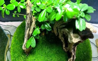 家庭养护指南（以附石苔藓为家庭养护新宠，营造自然与美的氛围）