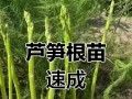种植芦笋根的技巧和时间（从选地到收获，让你轻松掌握芦笋根种植的秘密）