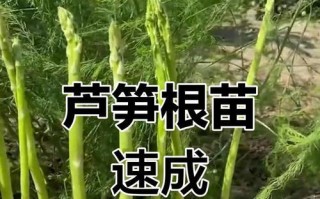 种植芦笋根的技巧和时间（从选地到收获，让你轻松掌握芦笋根种植的秘密）